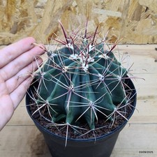 Ferocactus herrerae - Cactus