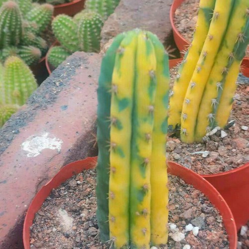 Pianta cactus succulenta - pianta, di