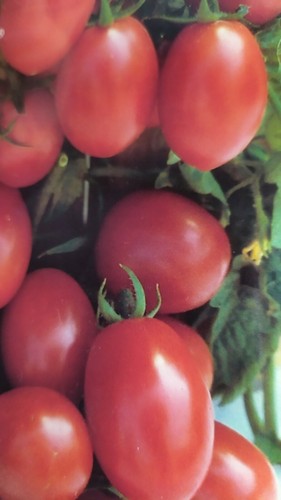 Pomodoro corbarino corbara - pomodoro,