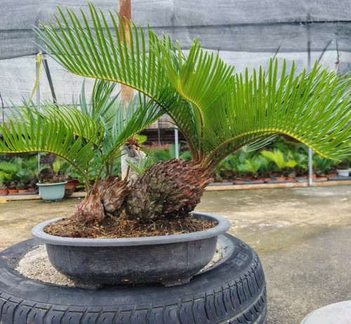 Thunb giardino cycas - thunb,