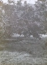 Fig Tree at Canossa, Italy