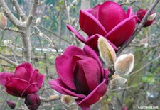 PIANTA DI MAGNOLIA X 'GENIE'