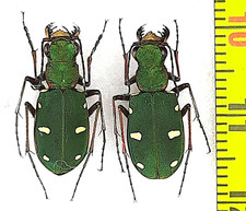 Coppia Carabidae, Cicindela
