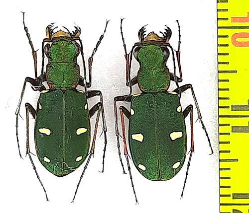 Coppia carabidae cicindela - carabidae,,