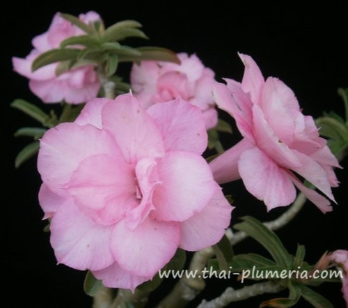 Rosa del deserto adenium - del,