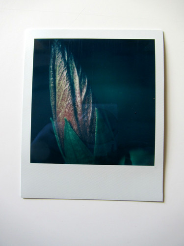 Araki polaroid originale - araki:,