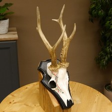 Corna di Cervo G 310 Hl Fino 23,2 CM Capriolo Bock Palchi Scudo Trofeo