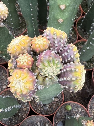 Rarepiante cactus - rarepiante,