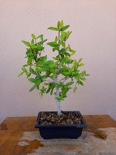 BONSAI Punica granatum Nana - Melograno Nano Vaso 16.5 cm Altezza Solo Pianta 30