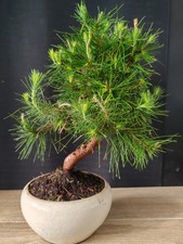 bonsai pino halpensis 38 cm