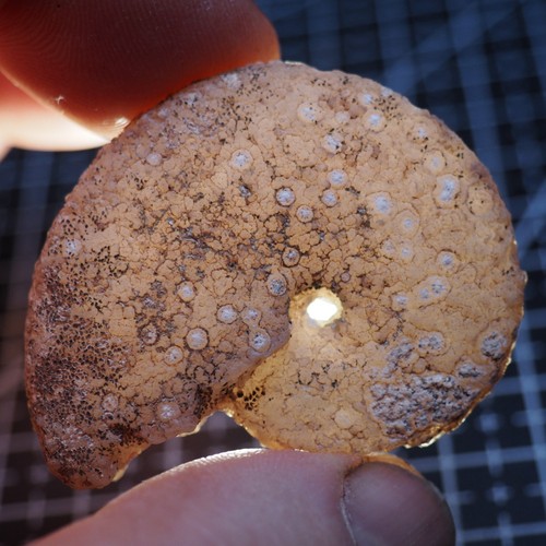 Ammonite calcedonio - 47,
