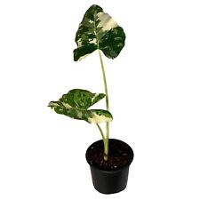 Alocasia Macrorrhiza Variegata