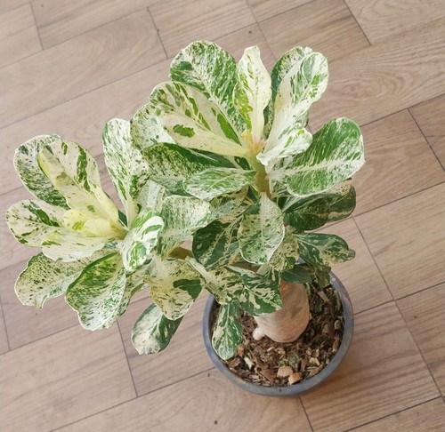 Adenium obesum variegato - , 2