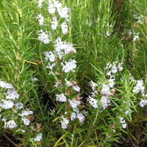 Rosmarinus officinalis erectus