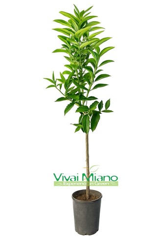 Pianta clementine - pianta,