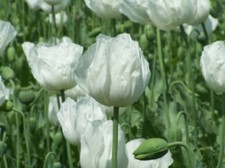 Papavero weisser papaver - weisser,