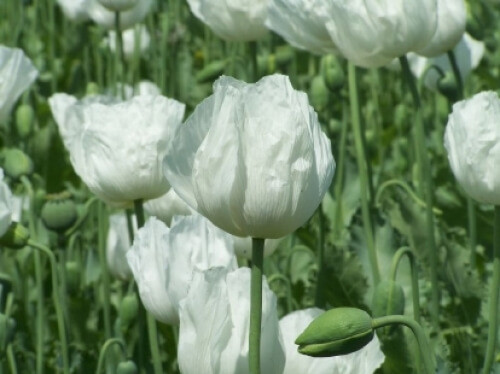 Papavero weisser papaver - weisser,