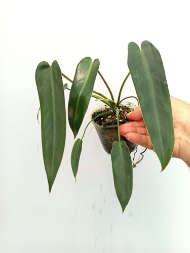 Philodendron spiritus sancti - philodendron,