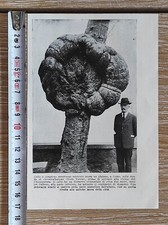 Como viale Varese congrone su platano nel 1923 antica stampa fotografica animata