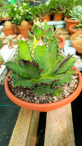 Agave titanota striata - red, cat