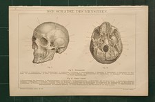 Antica tavola anatomia teschio