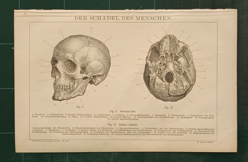 Antica tavola anatomia teschio