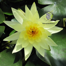 PIANTA DI NINFEA RUSTICA "JOEY