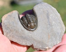 Fossile di trilobite