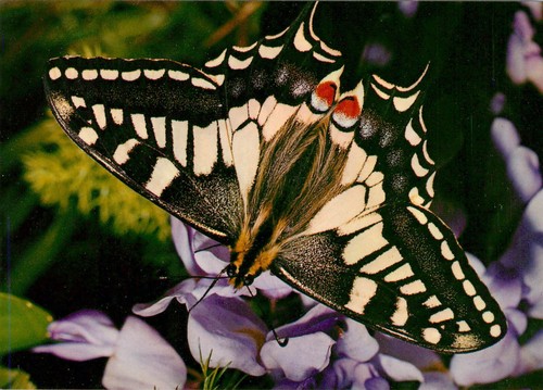 The english swallowtail - english,