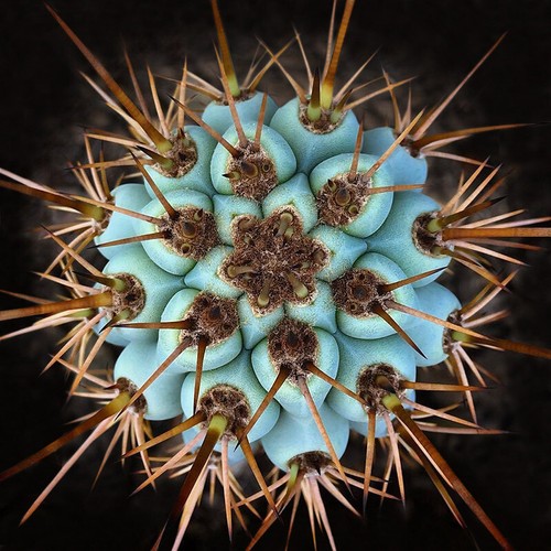 Piante succulente cactus - succulente, di