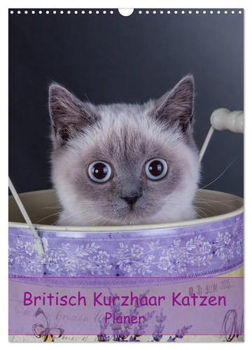 Britisch kurzhaar katzen - katzen,