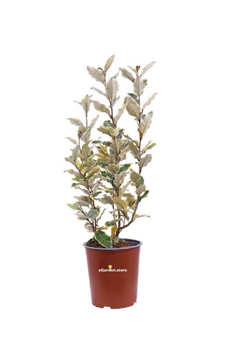 Pianta eleagnus ebbingei - di,