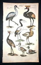 MERIAN - GRU PL.54 FOLIO - INCISIONE ORIGINALE STAMPATA 1650 1° EDIZIONE