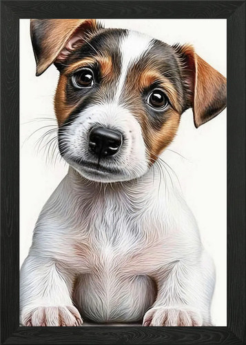 Jack russell terrier - jack,