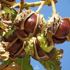 Aesculus Hippocastanum 5 PCS