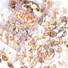 1 scatola di conchiglie di