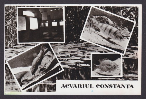 Romania vintage postcard - vintage,
