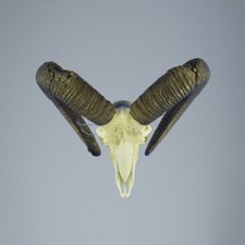 824MU Trofeo di caccia di