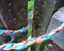 PHOTO  SPIDERS HILBOROUGH