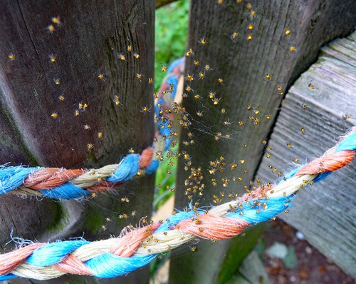 Photo spiders hilborough - photo,