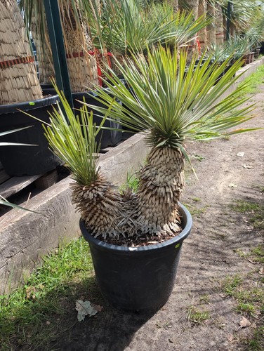 Yucca rostrata resistente - yucca,