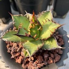 Agave "titanota red catwezzle"