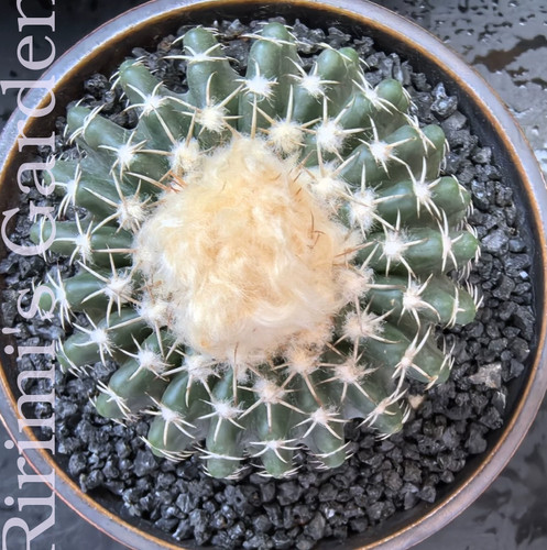 Discocactus horstii cactus - discocactus,