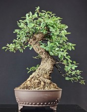 BONSAI Olmo Giapponese, 25 Anni. Japanese Elm, Ulmus Parvifolia, Japanulme