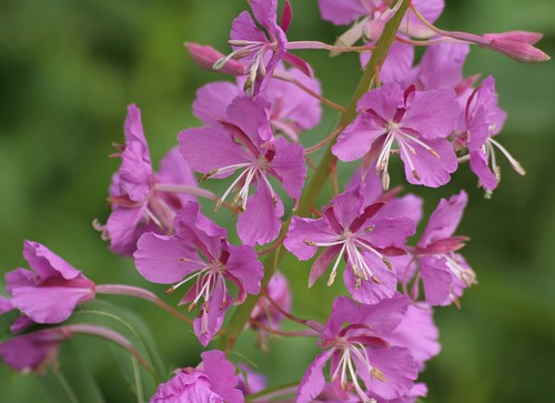 Weidenröschen epilobium - weidenröschen,