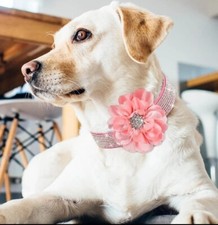 Lusso collare per ragazze cani