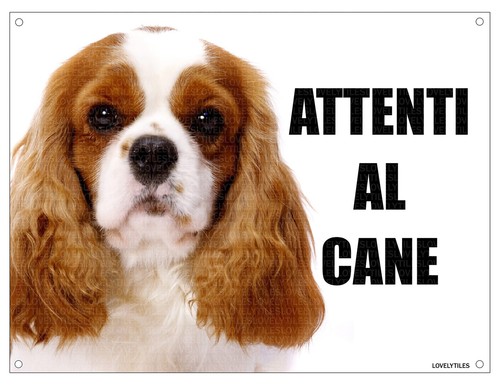 Cavalier king attenti - al, cane