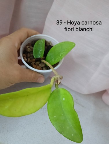 Hoya carnosa fiori - hoya, carnosa,