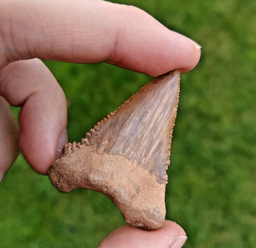 Rare paleocarcharodon - rare,