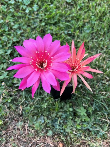 Trichocereus-Echinopsis-Lobivi